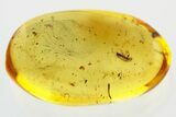 Fossil Fungus Beetle (Corticariinae) in Baltic Amber #321729-1